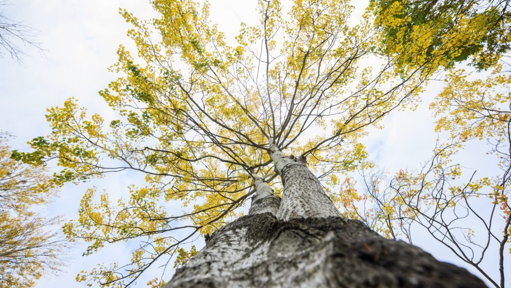 Стойкость, биоразнообразие и возрождение — дрожащая осина названа Деревом года 2026
