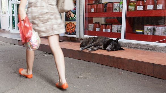 Не каждого бездомного пса нужно спасать: почему массовый вывоз собак из Европы может быть ошибкой