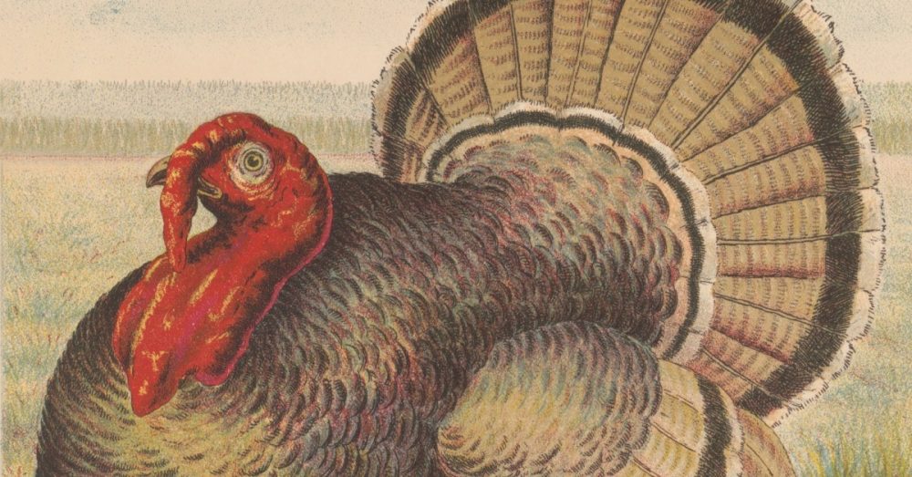 Индейка как символ единства: удивительная история спасения национальной птицы США