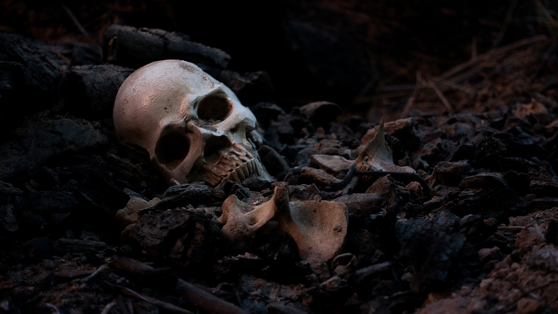 Череп возвращается домой: необычная посылка в собор Святого Стефана