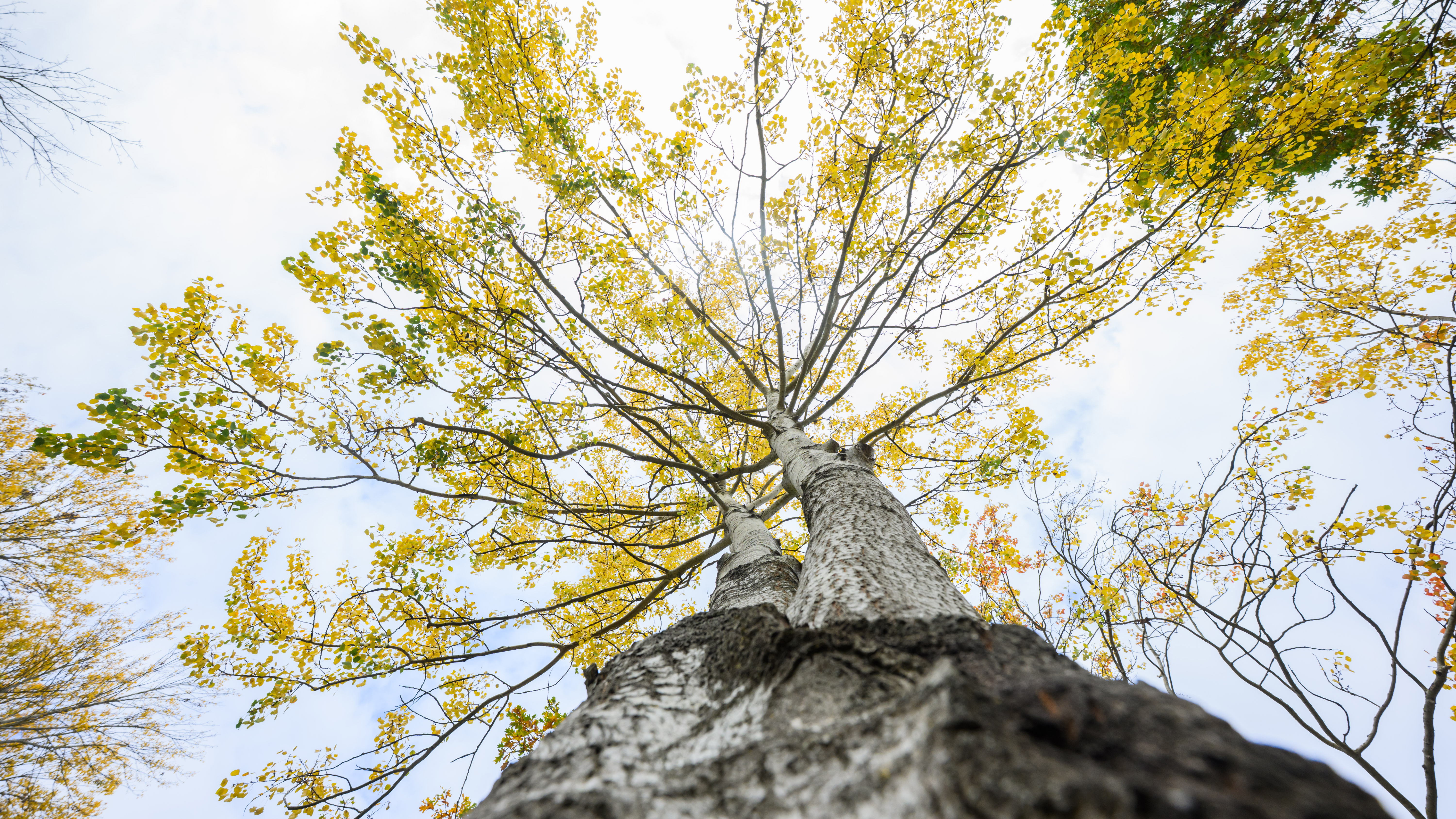 Стойкость, биоразнообразие и возрождение — дрожащая осина названа Деревом года 2026