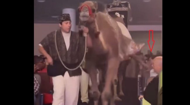 В Техасе верблюд ударил женщину во время рождественского шоу в мегацеркви