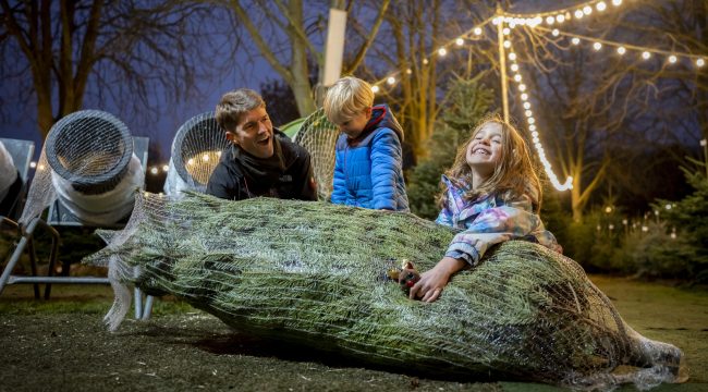 Как выбрать и сохранить свежесть новогодней ёлки: советы экспертов и актуальные цены