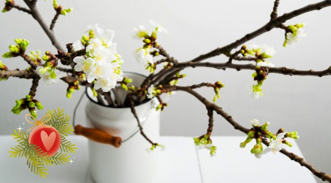 Веточка Святой Варвары: средневековый гадальный ритуал накануне Рождества