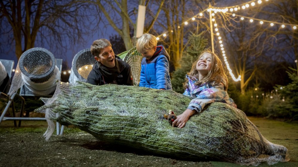 Как выбрать и сохранить свежесть новогодней ёлки: советы экспертов и актуальные цены