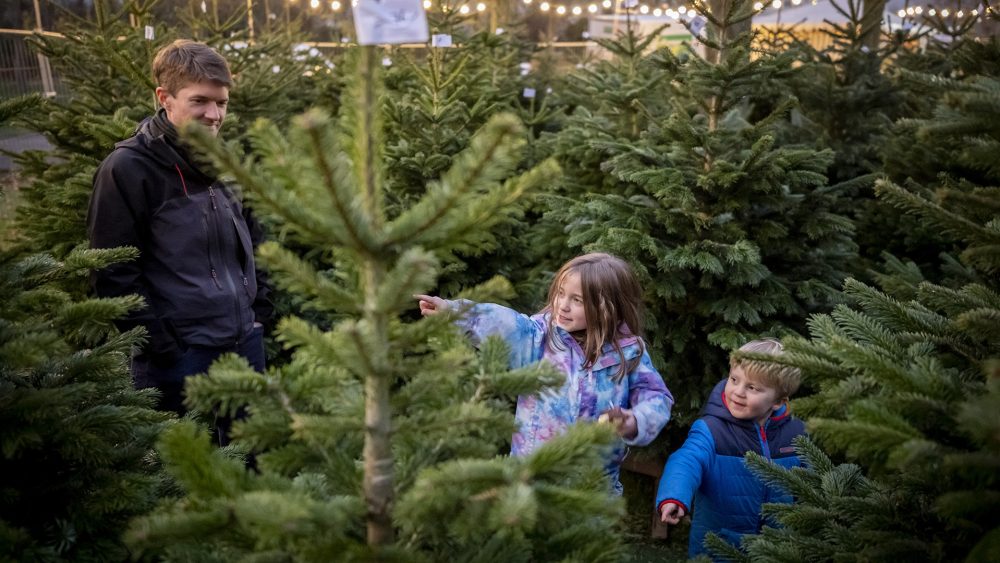 Математика праздника: как сосчитать иголки на ёлке и другие головоломки к Рождеству