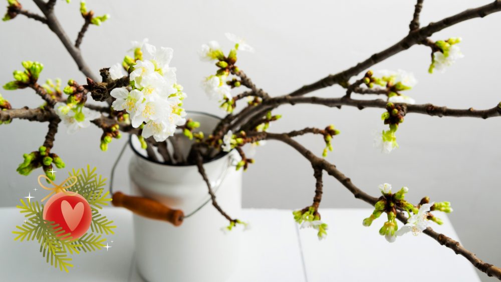 Веточка Святой Варвары: средневековый гадальный ритуал накануне Рождества