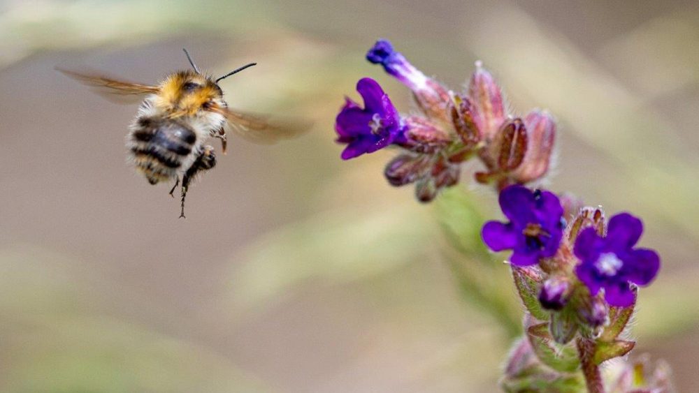 Реформатор Меланхтон и пчелы: как богословие училось у улья