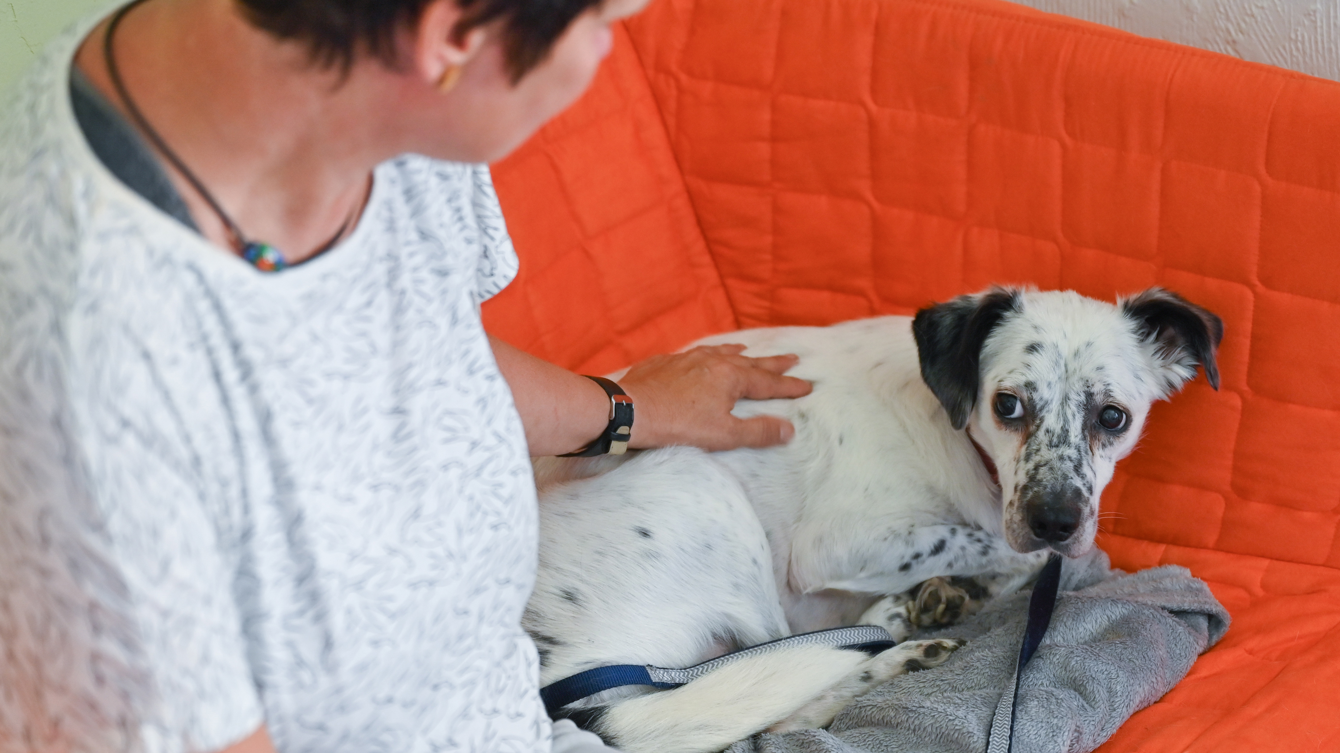 Для тебя — небо в огнях, для них — ночь ужаса: как фейерверки на Новый год становятся пыткой для животных