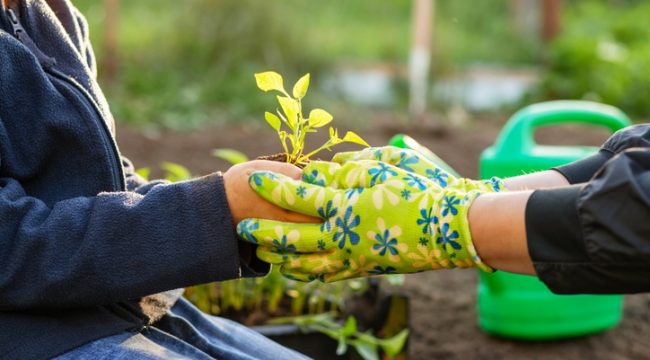 Взращивая плод Духа: кротость как отражение Божьей силы