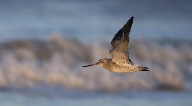 Миграция как призыв к действию: взгляд христианина на переселение людей и животных