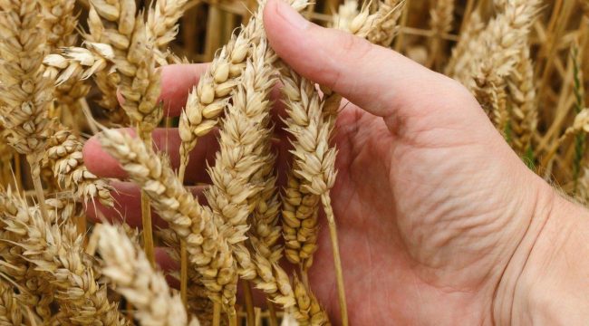 Как Бог выбирает лидеров: история помазания Давида и учение Христа о свободе