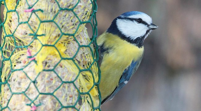 Как помочь диким животным пережить зиму: советы экспертов