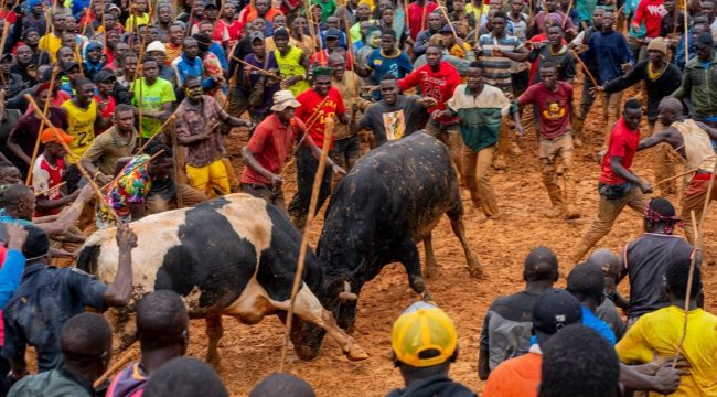 Церкви Кении против бычьих боев: утренние баталии в воскресенье
