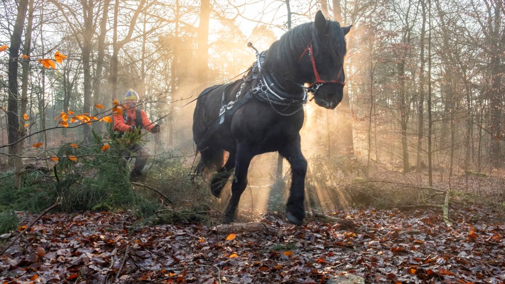 Лошади вместо тракторов: как в немецком погребальном лесу сохраняют природу с помощью тягловых сил