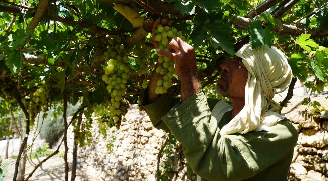 Деревня Назарет: оживление Библии в родном городе Иисуса и планы на расширение