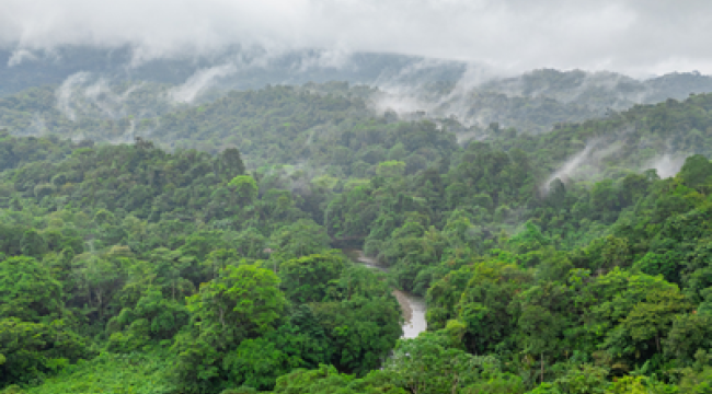 В Колумбии судят мексиканских меннонитов за вырубку лесов
