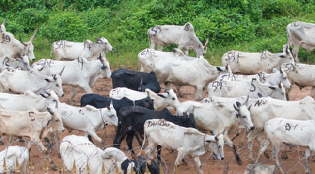 Бои в Нигерии вынуждают христианских конвертов к изгнанию