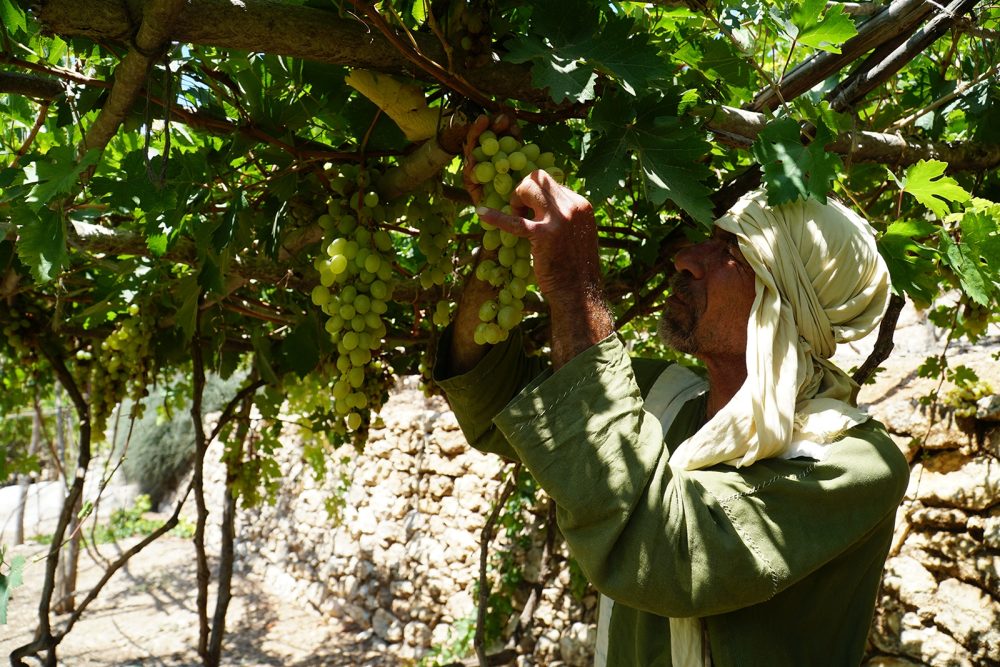 Деревня Назарет: оживление Библии в родном городе Иисуса и планы на расширение