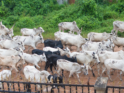 Бои в Нигерии вынуждают христианских конвертов к изгнанию