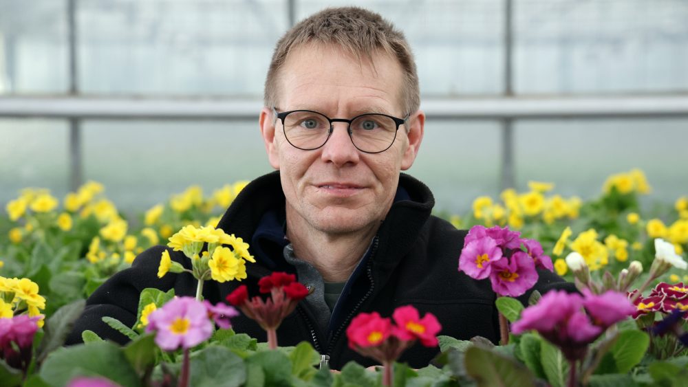 Стремление к весне: в раю примул