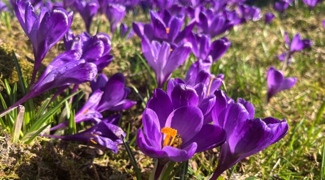Весна будущих поколений