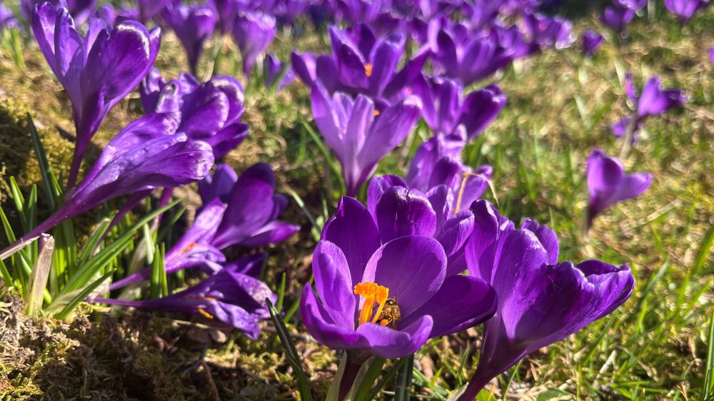 Весна будущих поколений