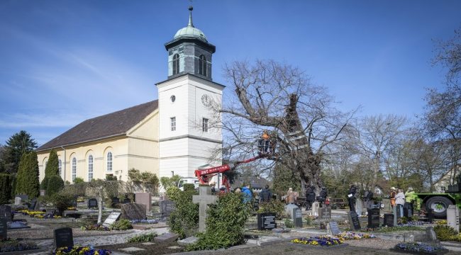 Церковь спасает свою редкую древнюю липу