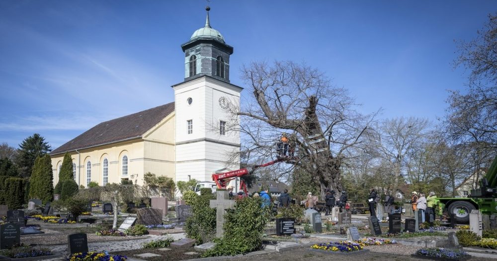 Церковь спасает свою редкую древнюю липу