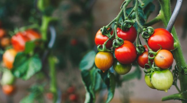 Терпеливая настойчивость: темп плодотворной жизни