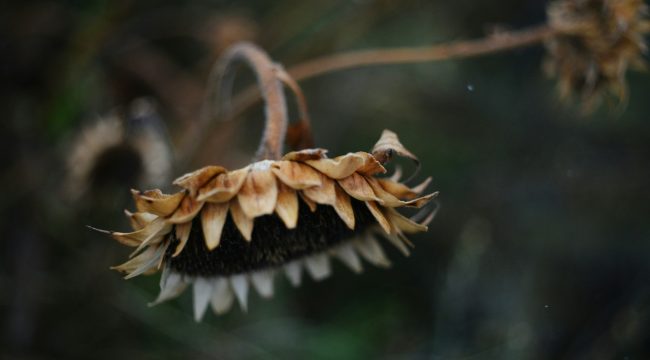 Отступничество нетерпения