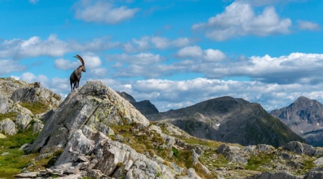 Узнайте о заместительном искуплении в Послании к евреям