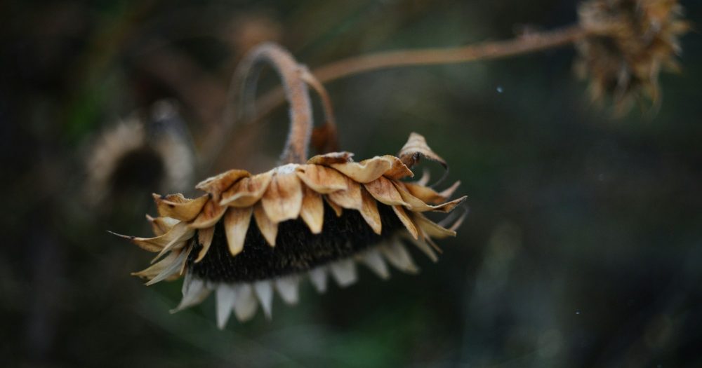 Отступничество нетерпения