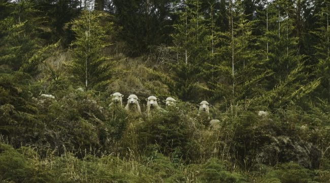Руководство для стеснительных