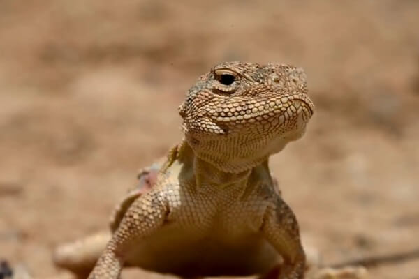 Learn About Kazakhstan’s Red Book Species at राष्ट्रीय उद्यान «अल्तिन-एमेल», Kazakhstan