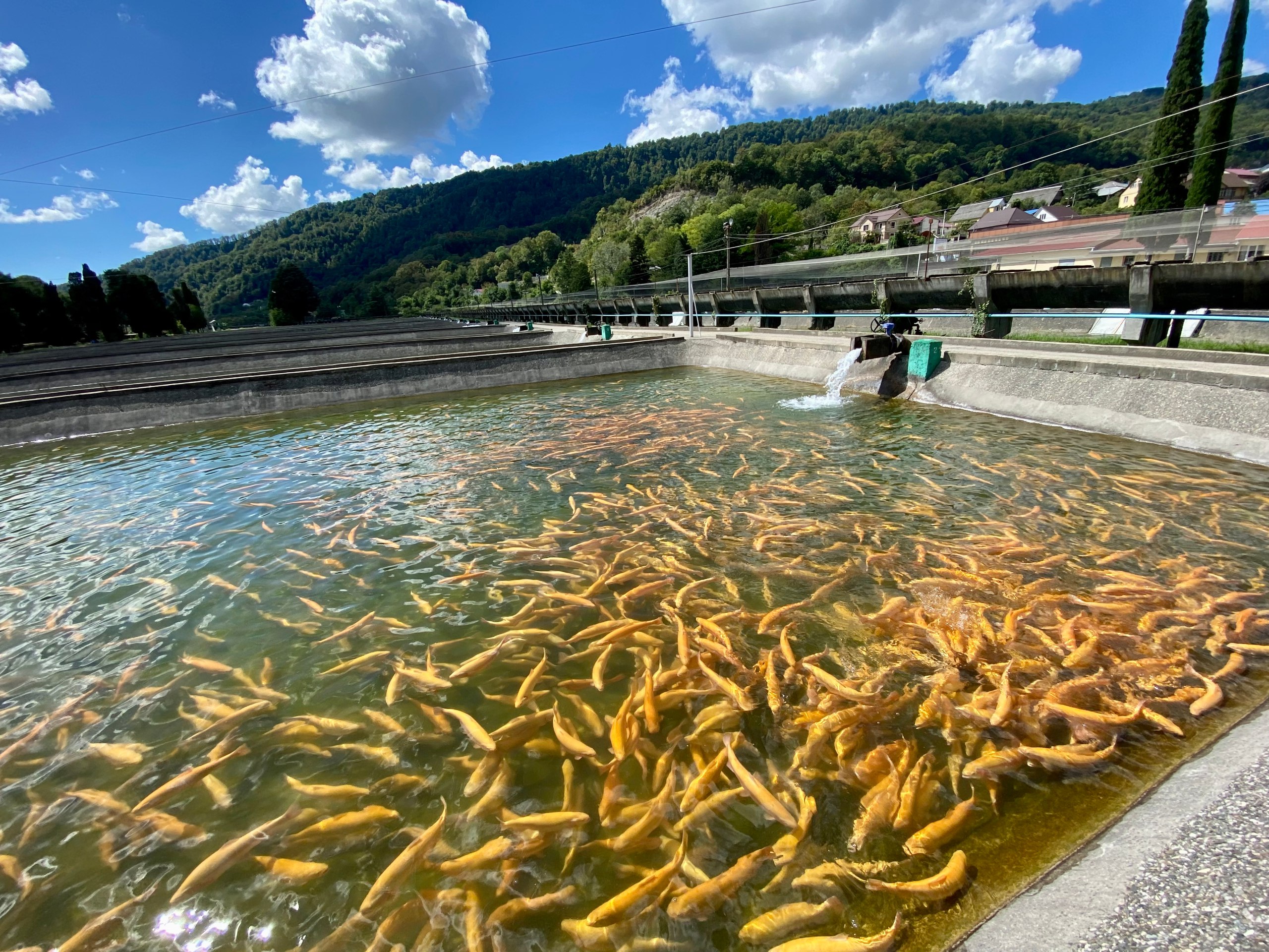 Trout Farm at कोलसाई झीलें, Kazakhstan