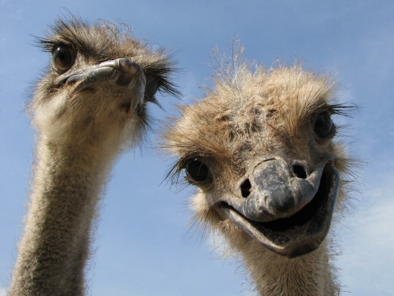 Ostrich Farm at कोलसाई झीलें, Kazakhstan
