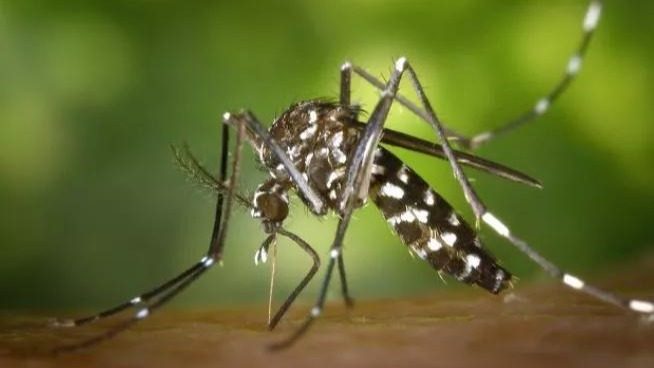 Dengue : Baisse des cas au Mali, le Chef de l’État appelle au maintien strict des mesures de prévention