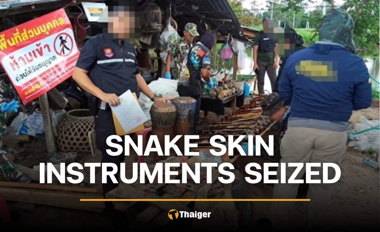 Police hold Surin instrument maker over 24 python carcasses | Thaiger