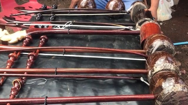 Police hold Surin instrument maker over 24 python carcasses | News by Thaiger