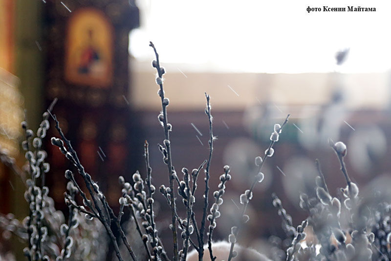 В Кургане освятят вербы в Александро-Невском соборе