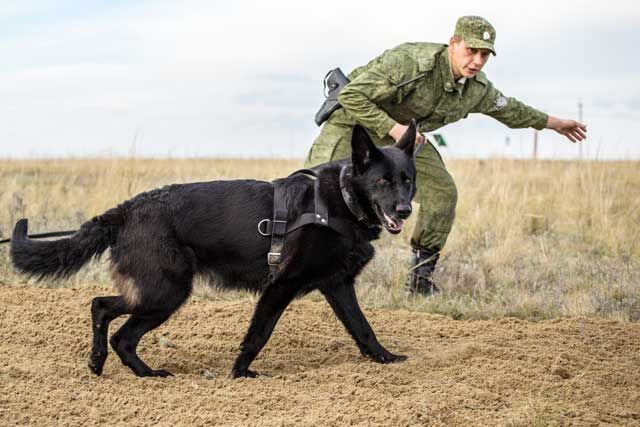 Более 70 тонн сомнительных товаров пытались провезти через Курганскую область в Россию в течение месяца