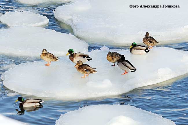 В Кургане пересчитают зимующих уток