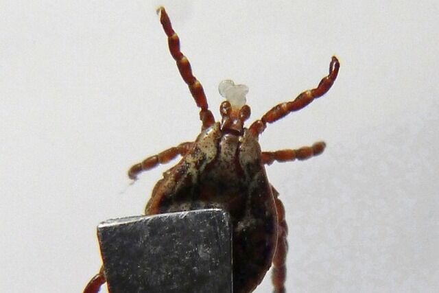 За прошедшую неделю от клещей пострадали 112 зауральцев