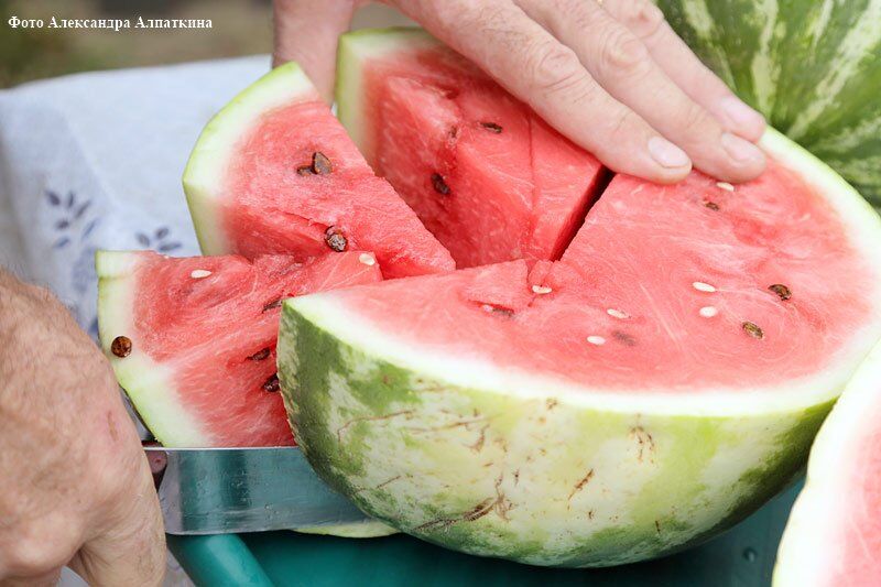 62 тонны арбузов из-за соломы не доехали через Курганскую область в Красноярск и Москву