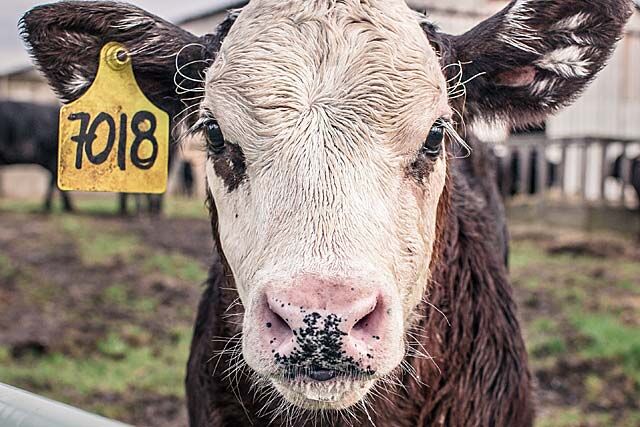 Курганцев временно оставили без препарата «Антидиарейко»