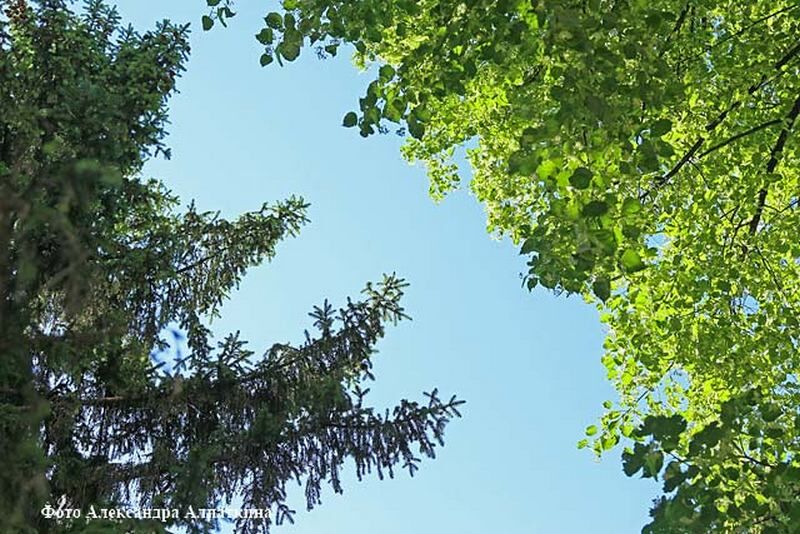 10 мая 1894 года в поселке Старый Просвет начали закладку лесопитомника