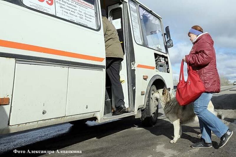 В Кургане пройдет массовая проверка маршруток