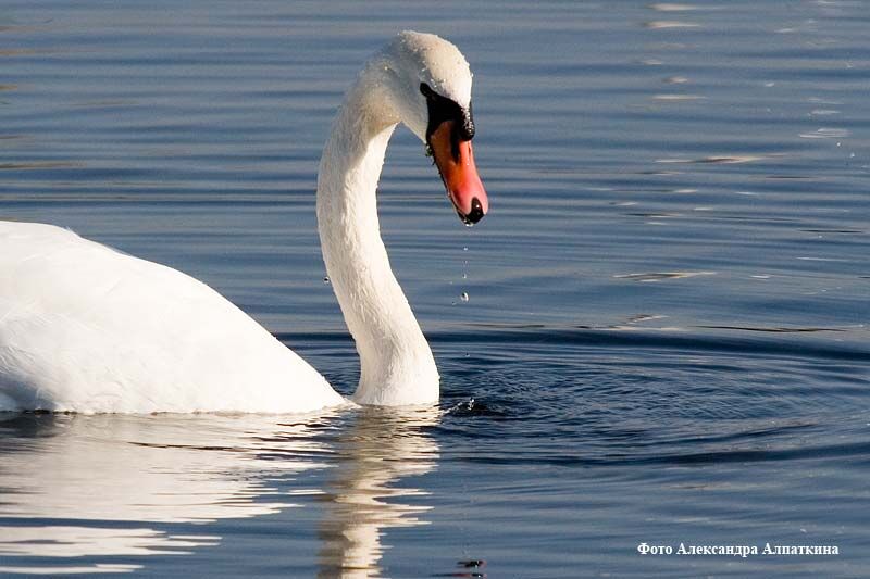 Лебеди в спасении не нуждаются