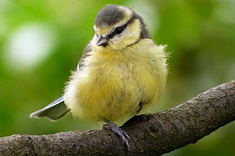 Сегодня – Синичкин день